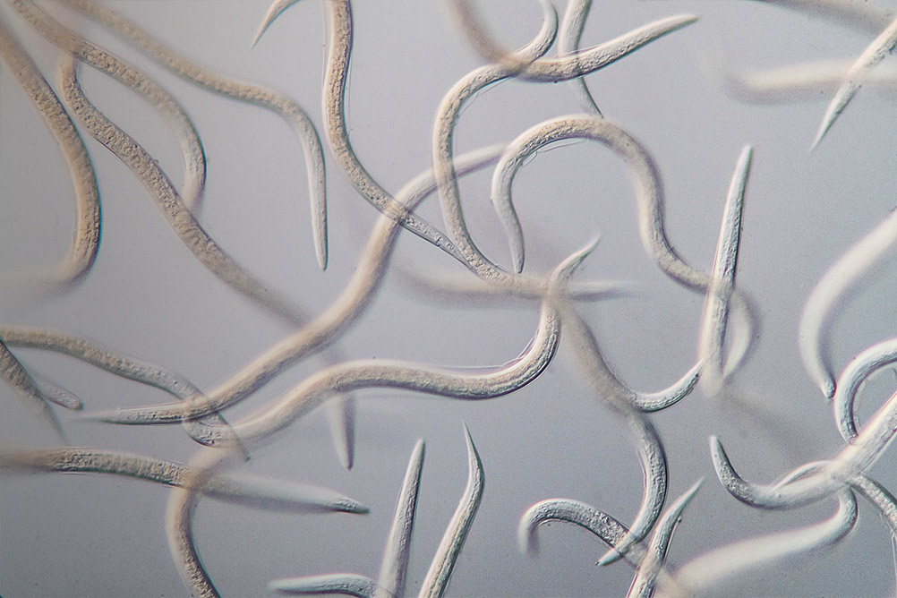 Apfelwicklernematoden: Steinernema feltiae