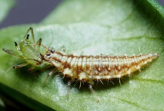 Florfliege: Chrysoperla carnea