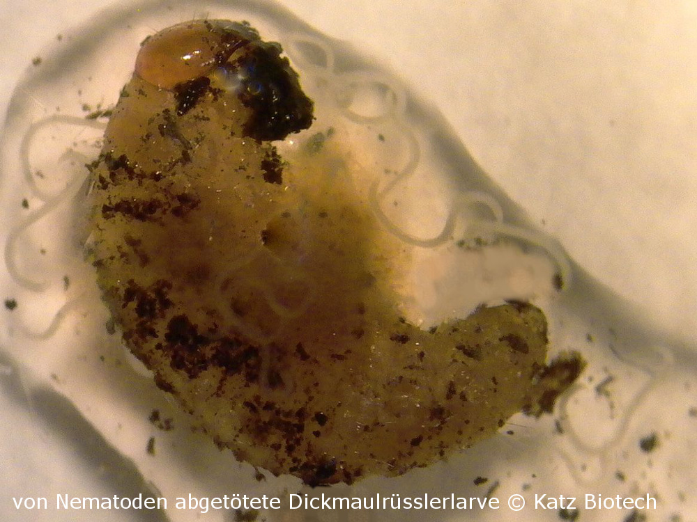 Dickmaulrüsslernematoden