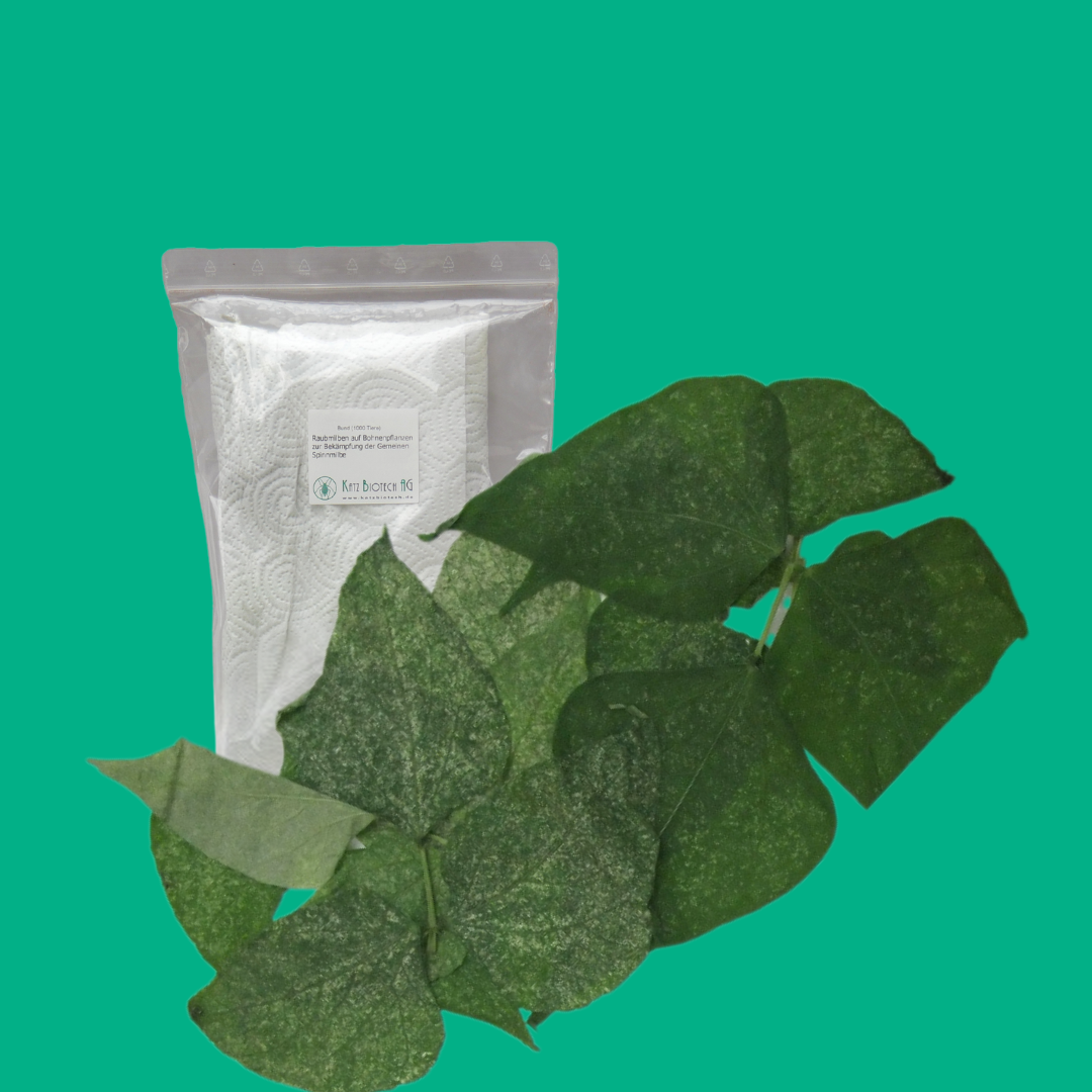 Raubmilben MIX