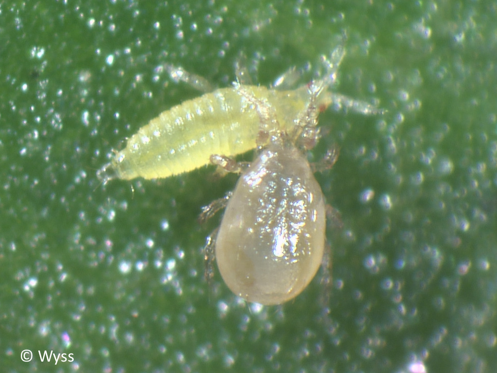 Raubmilbe: Amblyseius cucumeris