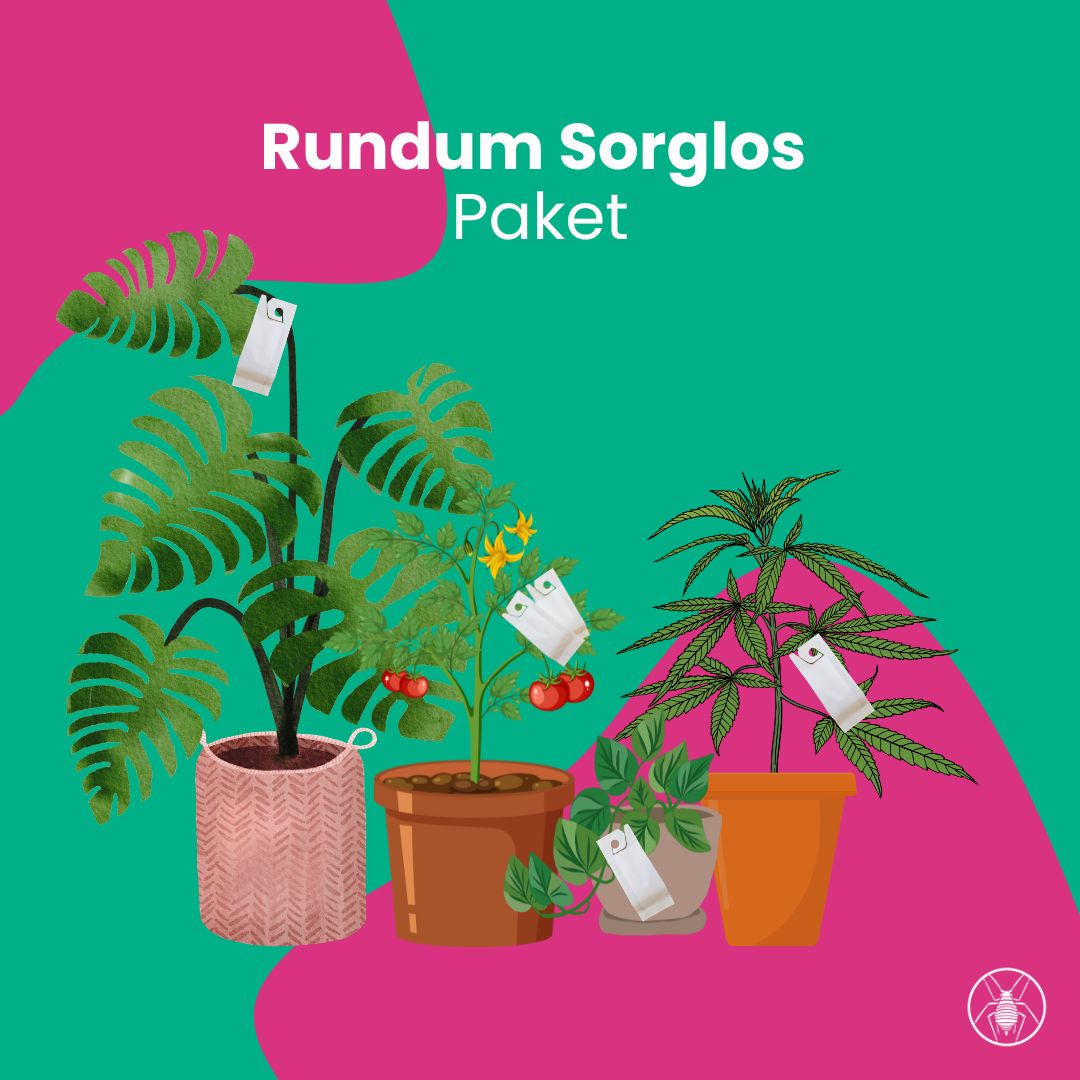 Rundum-Sorglos-Paket Grünpflanzen & Innenraum