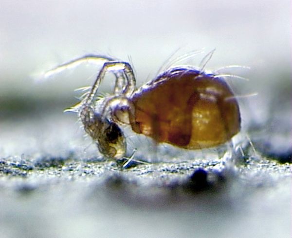 PHYTOSEIULUS PERSIMILIS-WYSS